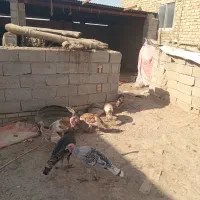 انبار الوم|حیوانات مزرعه|انبارآلوم, |دیوار