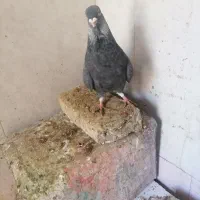 کبوتر فروشی