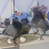 کبوتر