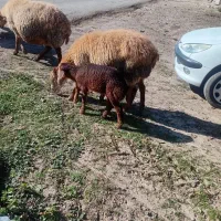 گوسفند بره دار|حیوانات مزرعه|سرعین, |دیوار