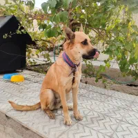 پدر ژرمن مادر پیت بول