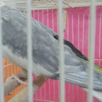 عروس هلندی سالم