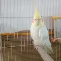 عروس هلندی و مرغ عشق