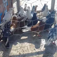 کبوتر اوچان