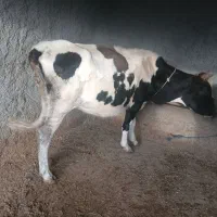 گاوشیری با گوساله|حیوانات مزرعه|بیله سوار, |دیوار