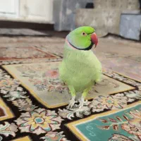 طوطی ملنگو نر فول دستی سخنگو