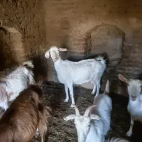 بز سانن|حیوانات مزرعه|یزد, |دیوار