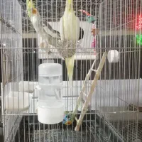 فروش انواع پرنده