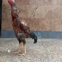تخم مرغ لاری