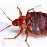 سمپاشی ساس باضمانت کتبی سم پاشی سوسک موش