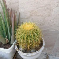کاکتوس|گل و گیاه طبیعی|شیراز, دارالرحمه|دیوار