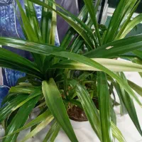 گل پاندانوس بسیار شاداب و سرحال