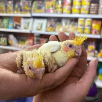 طوطی عروس هلندی های سرلاکی انواع رنگ سینه پر ودرشت|پرنده|قائمشهر, |دیوار