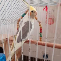 طوطی عروس هلندی|پرنده|اهواز, پردیس|دیوار