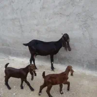 بز پاکستانی خورمای کهردار یک بز آبستن|حیوانات مزرعه|بندر دیر, |دیوار