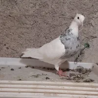 پرنده خال قهوه ای