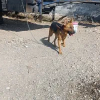 سگ گرگی نژاد ژرمن|سگ|اردبیل, |دیوار