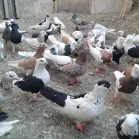 کفتر رنگی ۷۰ تا یکجا|پرنده|کرج, عظیمیه|دیوار