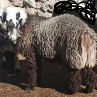 یک راس بره قوچ|حیوانات مزرعه|فرخ‌شهر, |دیوار