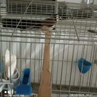 سهره نر بخون|پرنده|پردیس, فاز ۲|دیوار