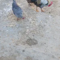 بوقلمون نروماده