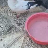کبوتر یا همون کِفتَر خودمان