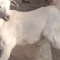 فروش دو عدد کهره