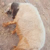 قوچ