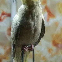 عروس هلندی گمشده