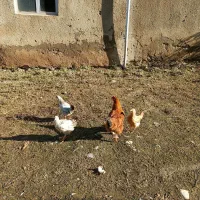 یک عدد کرچ با سه تا جوجه ۴ ماهه|حیوانات مزرعه|کلاردشت, |دیوار