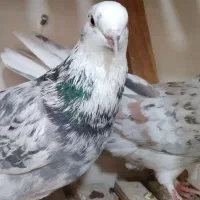 سرور 'هماسرور نروماده پرشی|پرنده|اصفهان, مصلی|دیوار