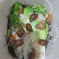حلزون بالغ