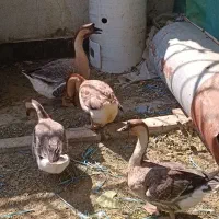 ۴ تا قوغاز یک ساله ۱ نر ۳ ماده