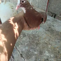 جوجه گلی پلنگ خوشگل