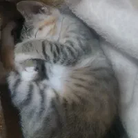 واگذاری بچه گربه ۲ماه فقط ب خانم