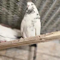 یکجفت نروماده کله دمسبز و(ماده سبز تک)