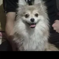 پامر روباهی|سگ|تهران, وردآورد|دیوار