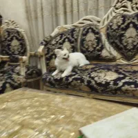 پامر عروسکی