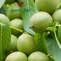 نهال میوه و خشکبار لیبل‌دار