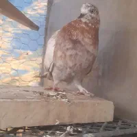 کفتر|پرنده|شاهرود, |دیوار