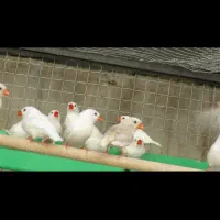 فنج سفید و آهویی|پرنده|کازرون, |دیوار