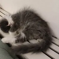 فروش|گربه|ساری, |دیوار