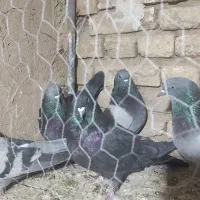 کبوتر پر زنگی|پرنده|بن, |دیوار