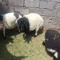 بره ماده خوب پابلند