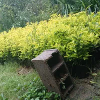 فروش شمشاد طلایی سطل نایلکسی و شمشاد سبز نایلکسی