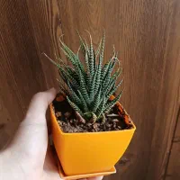 گل های طبیعی|گل و گیاه طبیعی|نیشابور, شریعتی|دیوار