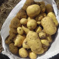 سیب زمینی اسپریت