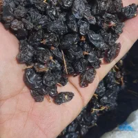 مویز آفتاب خشک