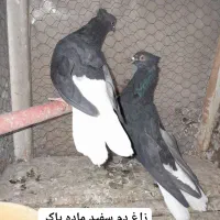 کبوتر جفت پررشی