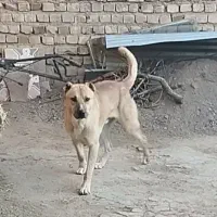 سگ سرابی|سگ|تاکستان, |دیوار